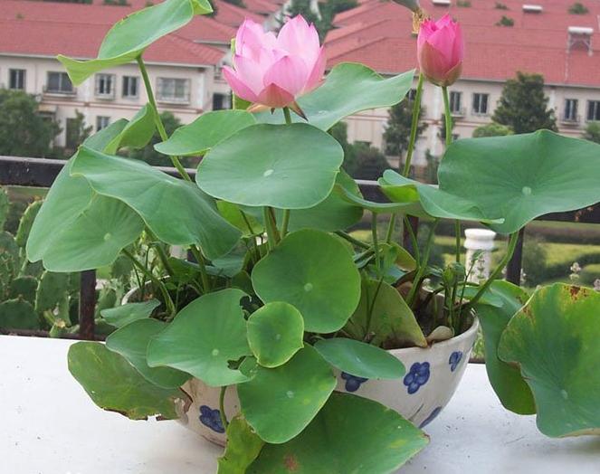 我家的江南风光，小小碗莲，自在清香淡雅，真的好看极了