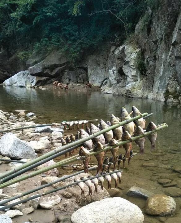 稻田养鱼生意如何做才好,稻田养鱼收入有哪些方面