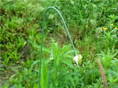 那些常见却叫不上名字的野花野草,常见的野花野草却是农家之宝