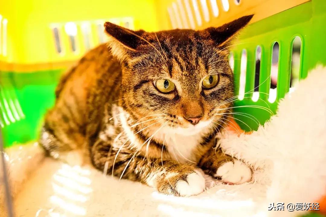 万圣节不给糖果就捣蛋男孩,万圣节不给糖就捣蛋儿童视频