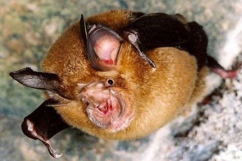 武汉肺炎，本可以不发生的。