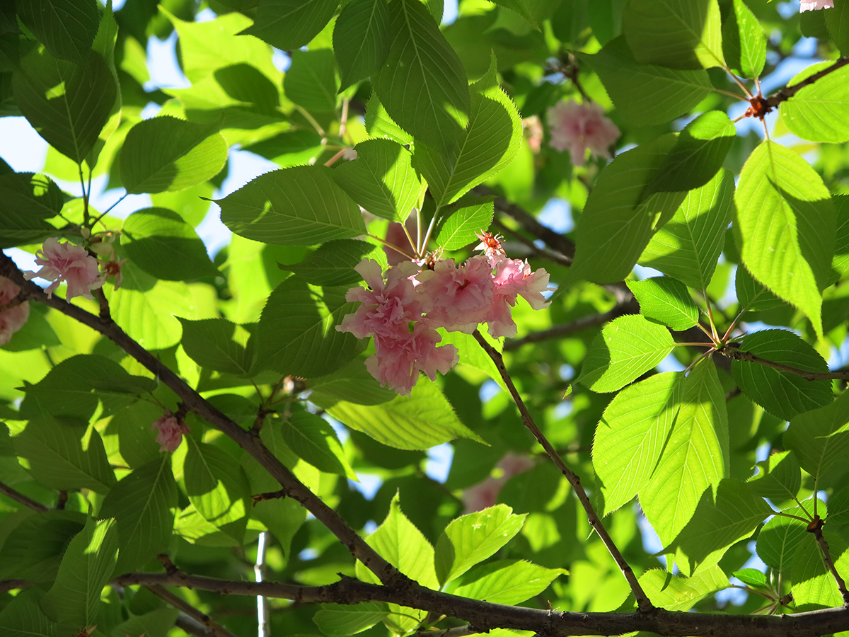 佳能g1x是微单还是卡片机,佳能g16g1x