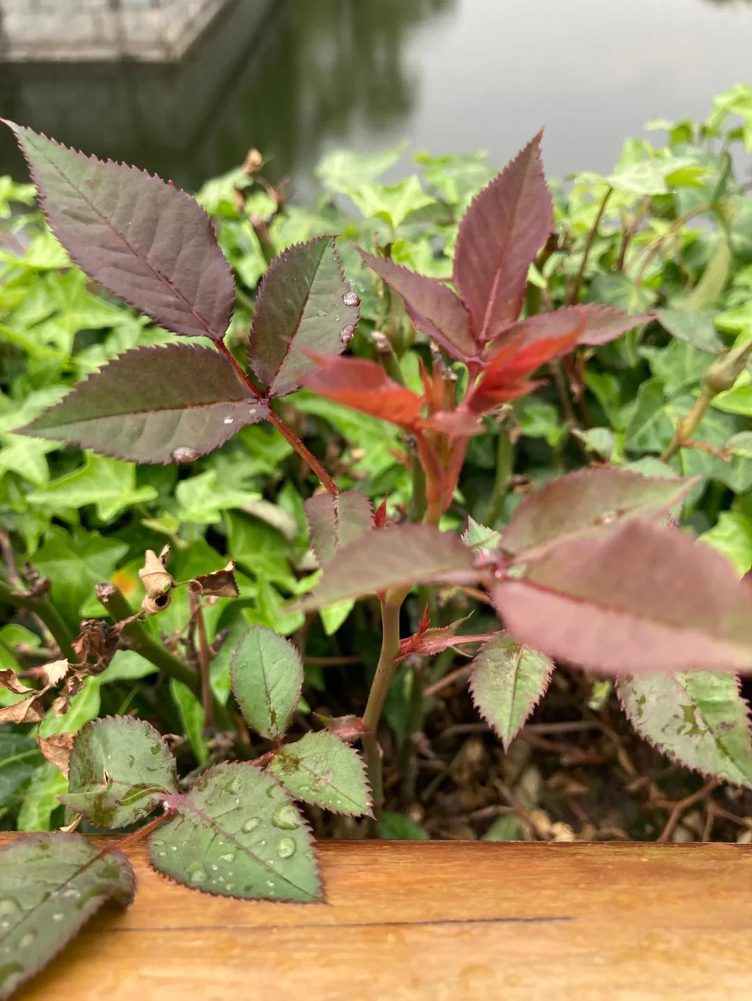 新款iphonese到底适不适合买,iphonese现在值得入手吗