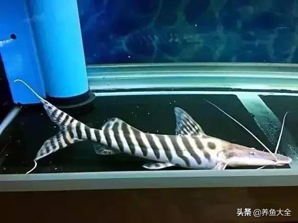 养鱼大神都养什么鱼,鱼缸养鱼都有哪些鱼