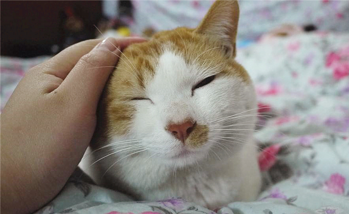 猫咪有这些特征说明它已经认主了,猫咪什么时候开始认主