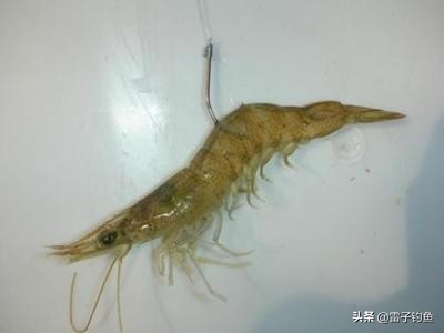 海钓活饵钓鱼的正确方法,海钓钓鱼饵料搭配最佳配方