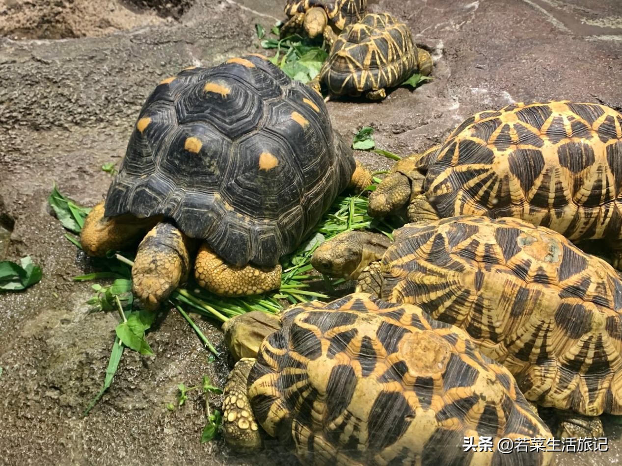 东京精灵宝可梦,东京附近必去的水族馆
