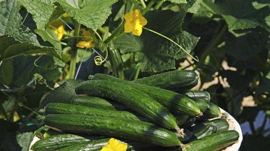 黄瓜绿色的为什么叫黄瓜搞笑视频,黄瓜是绿色的为什么叫黄瓜呢