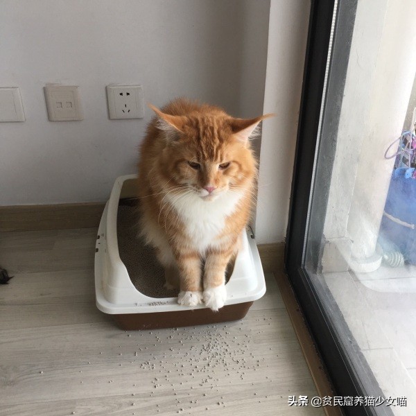 温柔、健硕、易推倒，冬天最好的暖手宝——缅因猫