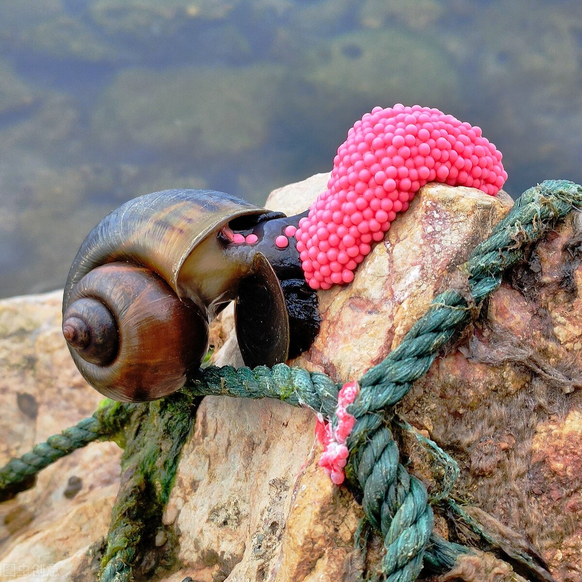 2014寄生虫事件,2006年北京福寿螺寄生虫事件