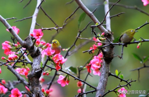 属蛇人2020年的横财运,属狗2020年横财运气