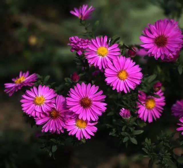 雨水花园植物区,雨水花园水生植物
