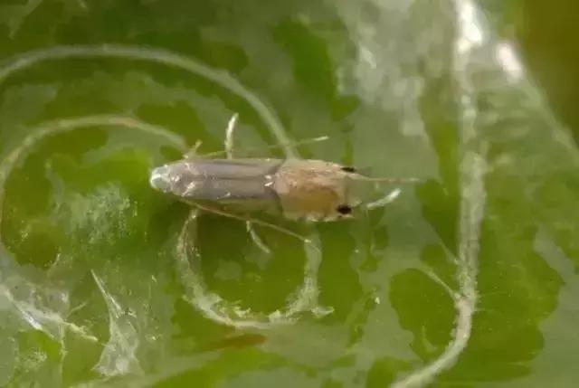 柑橘害虫及危害部位图,柑橘常见害虫高清图谱