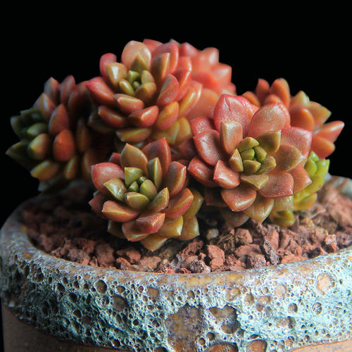 100种常见多肉植物图鉴收藏,1000种多肉植物图鉴及名字