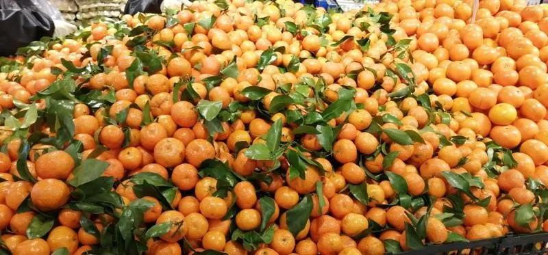 【战疫行动】黄州人,你下单代购的蔬果都是从哪里、怎么来的?——保供“战场”系列报道(四)