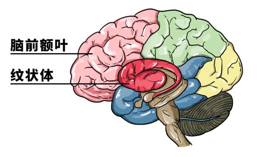 看色情片,会如何损伤你的大脑?无论男女,都要了解一下