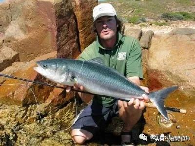 三文鱼是怎样的鱼,三文鱼冷冻后还可以生吃吗