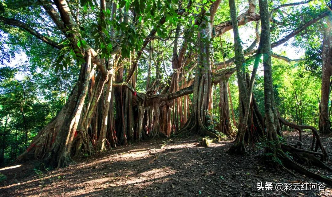 中国云南哪里好看,云南的云彩为什么好看