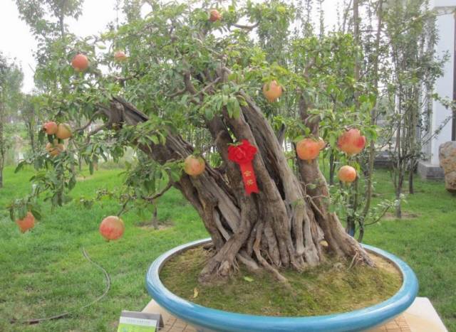 春天几月份适合移盆扦插,夏天可以扦插换盆吗