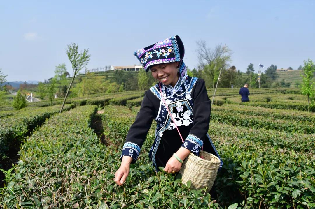 赏春图鉴丨赏花海、品清茶、尝美食...乌当百宜镇这条宝藏春游线路,就等你来打卡啦!