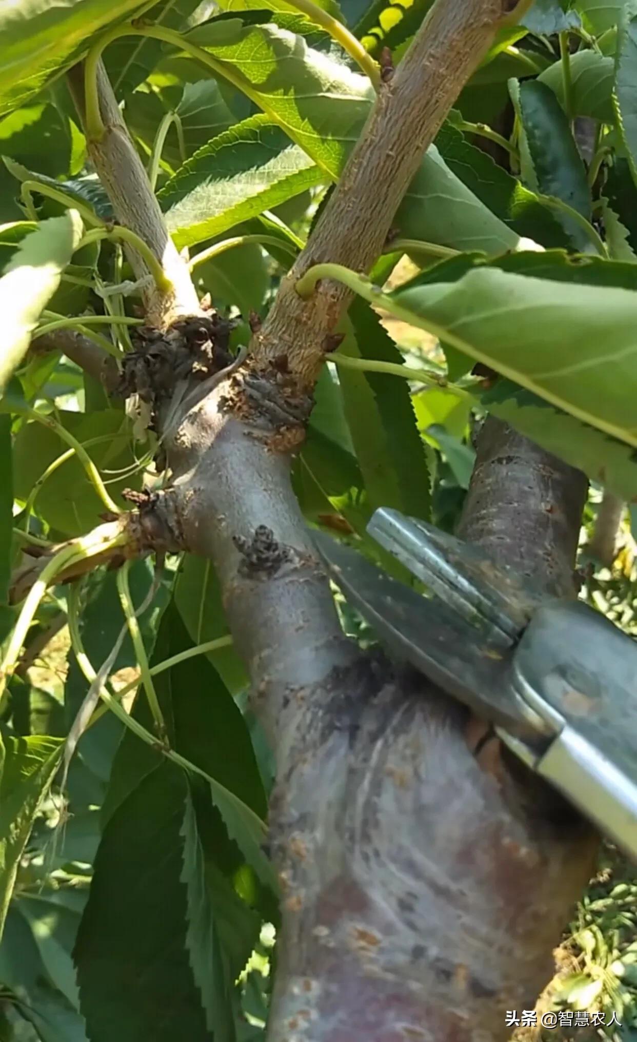 预防桃树流胶病用什么药,桃树流胶什么时候防治