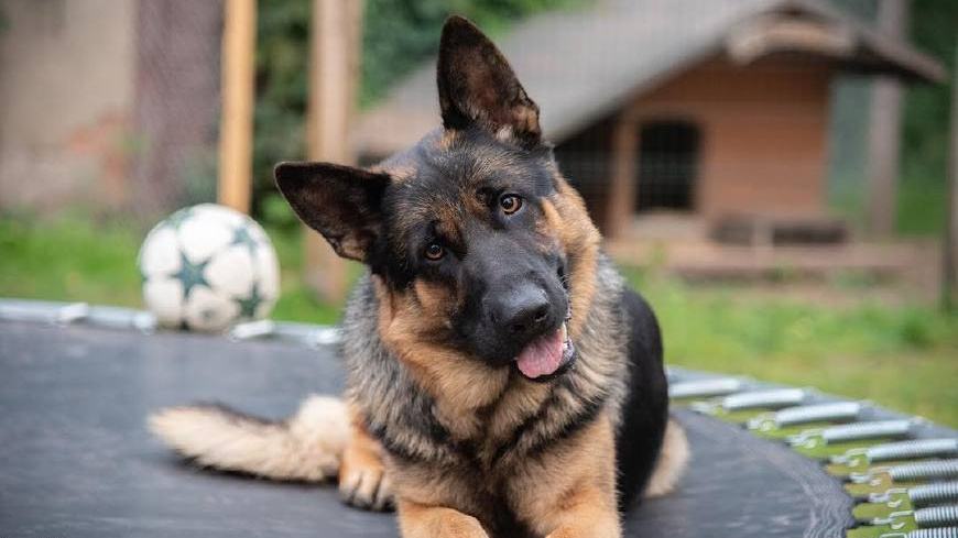 同为警界佼佼者的马犬和德牧,两者之中谁更优秀?