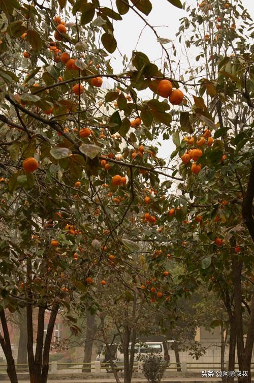 大连市第二十四中学内设机构,大连市第二十四中学金普校区