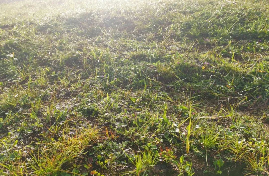 徒步穿越北驼梁完整版,穿越花海古道游记