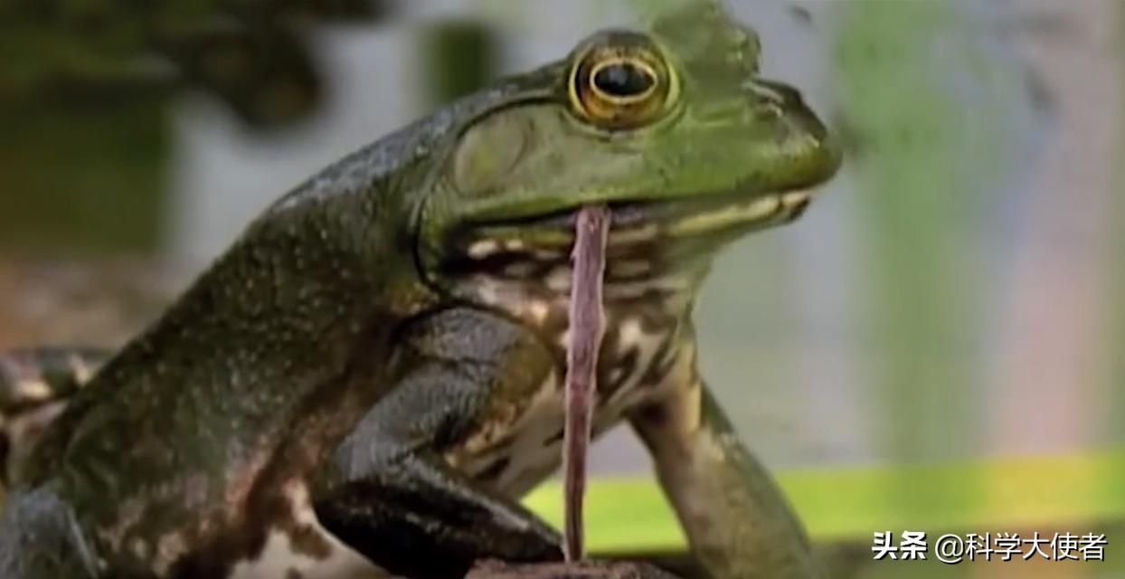 蛇能吃青蛙还是青蛙能吃蛇,蛇吃青蛙的全过程有多可怕