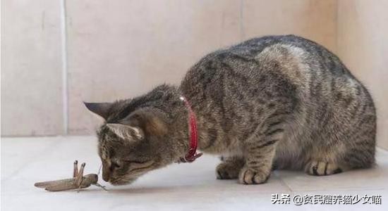 濂藉鐨勭尗鍜捇杩涚洅瀛愰噷,濂藉鐚挭閽诲叆鑽変笡宸ㄦ礊