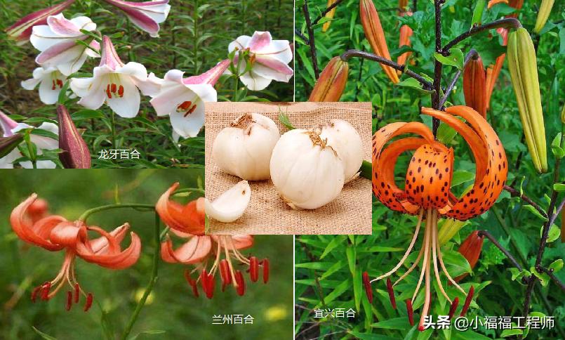 百合里面最香的品种是哪个,哪个品种的百合药用价值高