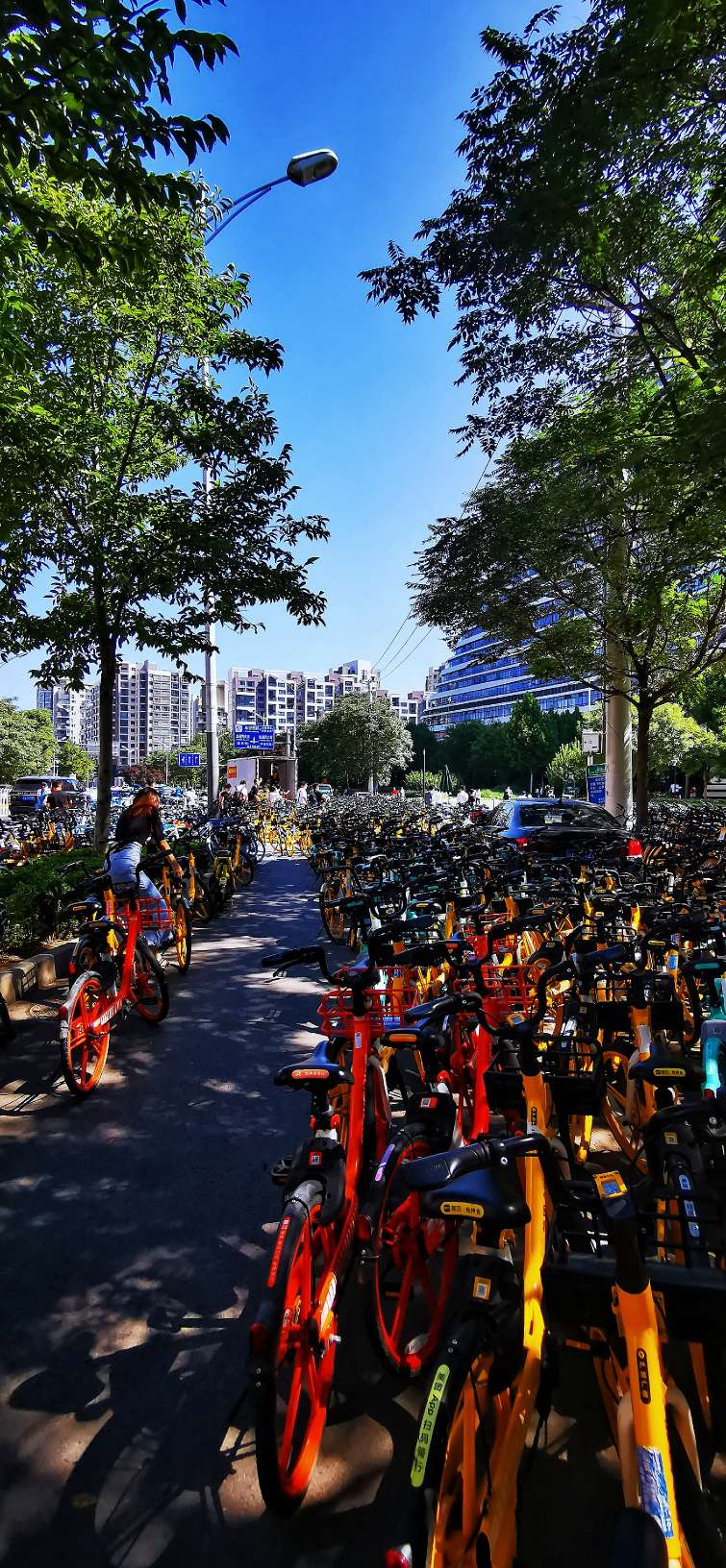 鍖椾含绉樺,鍖椾含绉樺涔嬫梾