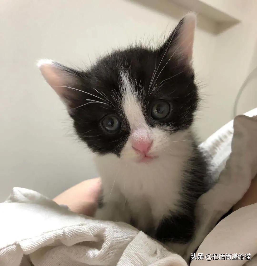 虐猫后良心发现加价“*养送**”？在日本领养流浪猫没你想的那么美好