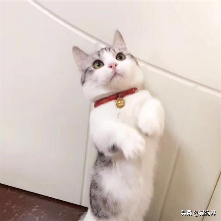 训练猫最好的食物,训练猫的几个声音