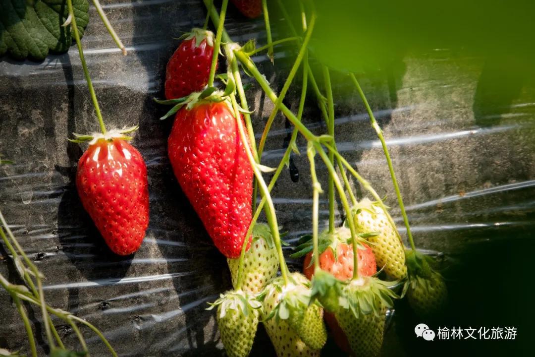 榆阳区周末游玩推荐,榆林芹河旅游