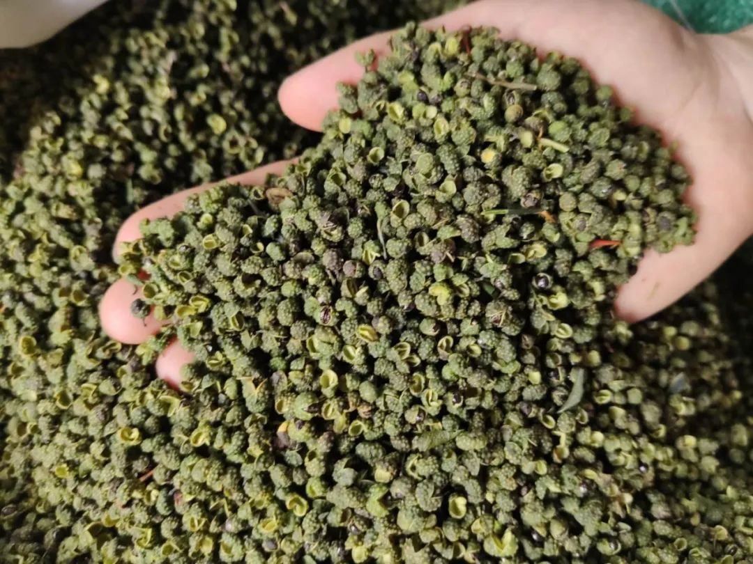 什么是好花椒？什么样的花椒值钱？便宜有好货吗？