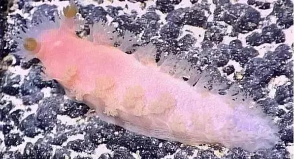科考船采集到稀有深水海兔,科考船上的海兔