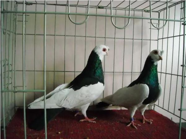 北京鸽哨制作,北京鸽哨晨曲