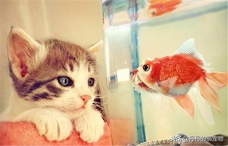 猫咪没胃口怎么办,猫咪没食欲用什么调理