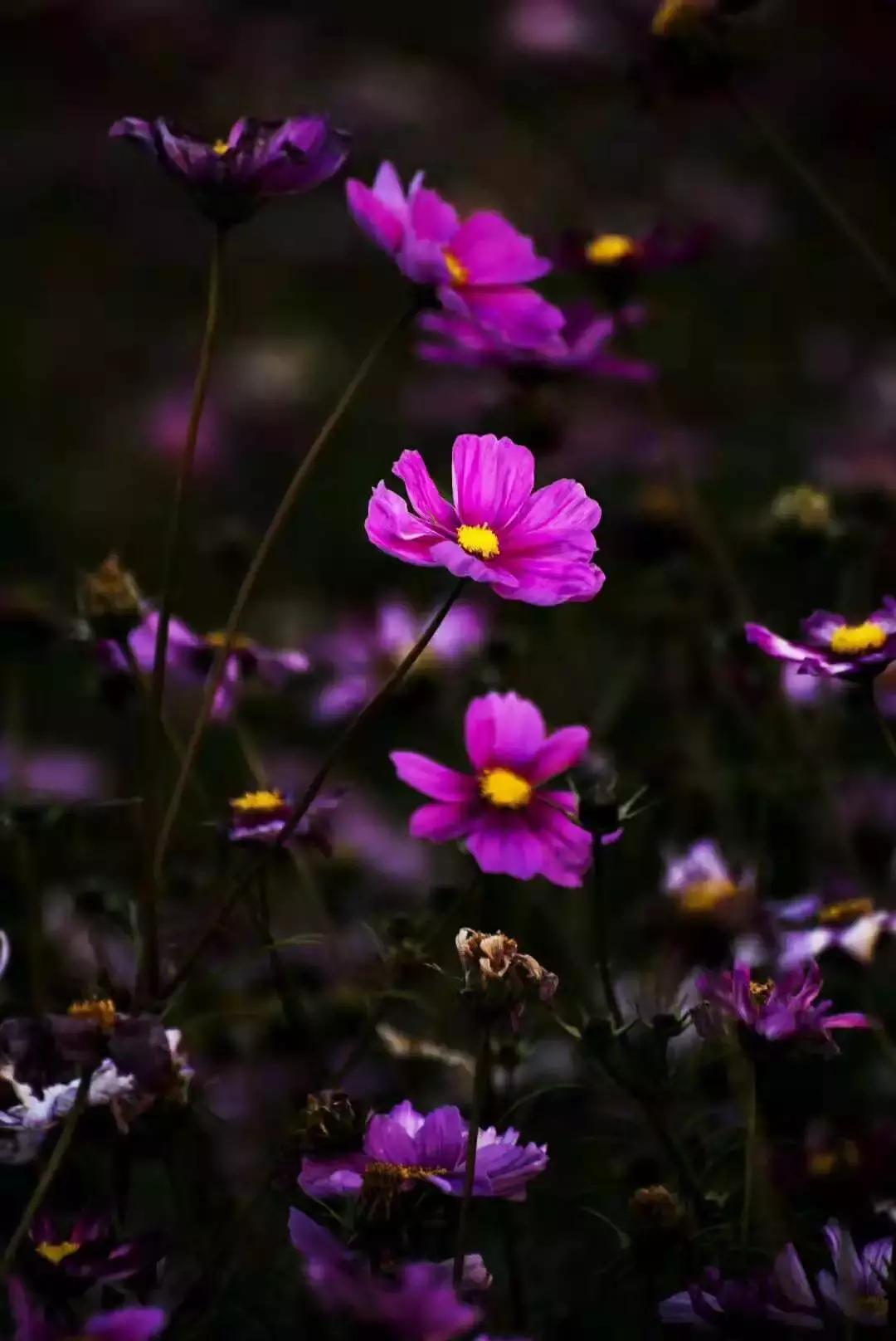 刺猬放生在何处,刺猬放生有什么讲究