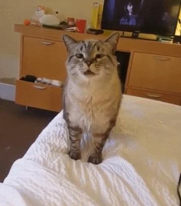 建国后有被猫抓伤得狂犬病的吗,不小心被猫抓伤了要打疫苗吗