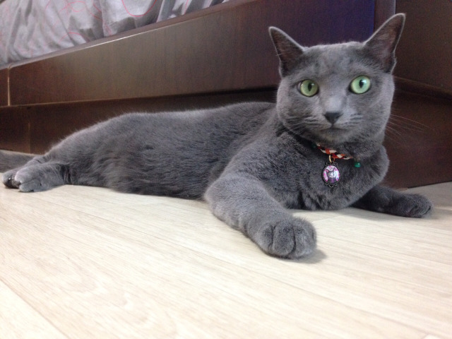 英短蓝猫的寿命是多少岁,绝育的蓝猫寿命有多久