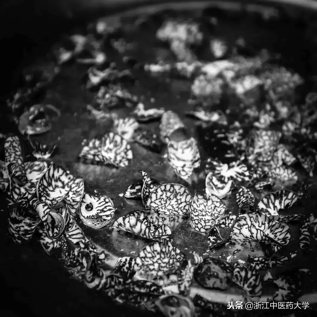 用镜头诉说中医药之美