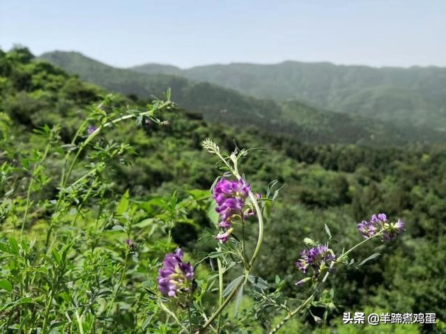 游玩北京香山公园之行,7月的北京香山公园图片