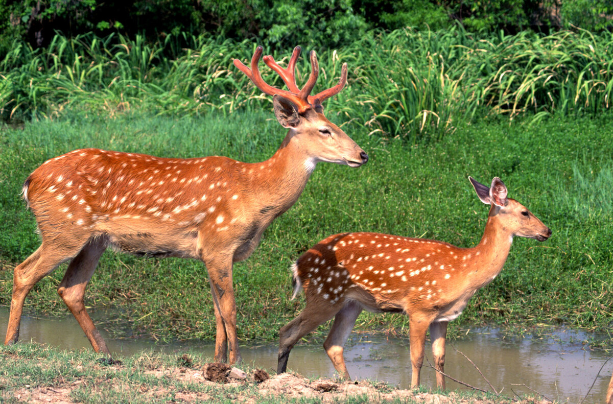 养殖梅花鹿30头多少成本多少利润,农村养殖梅花鹿投资