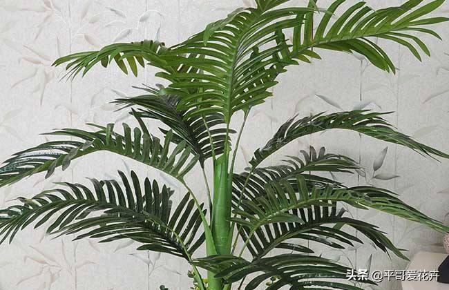 凤尾竹怎么养不出竹竿来,凤尾竹不分株怎么弄