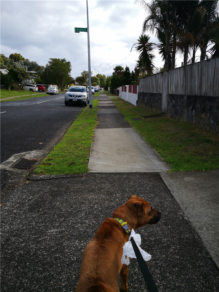 新西兰宅居第五天