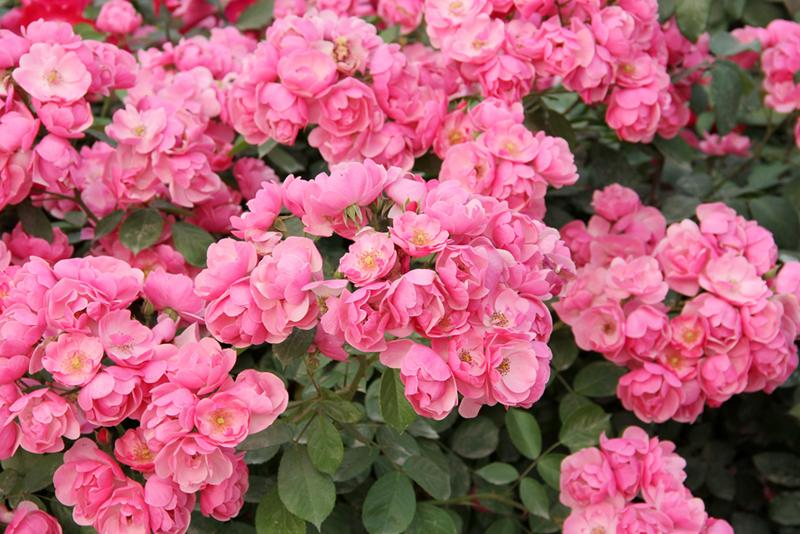 大兴月季园的月季有多少种,北京最大的月季基地在哪