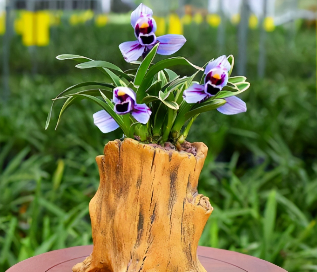 建兰金边紫月养了几年不开花,建兰紫月荷怎么分叶芽和花芽