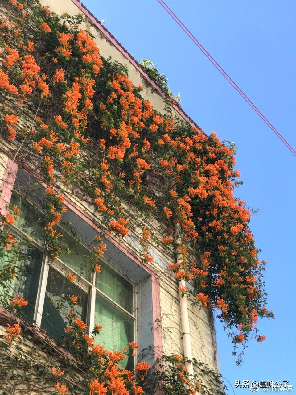 被大理的美景所折服,被丽江的风景美到了